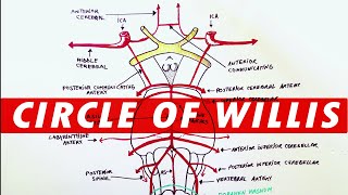 Anatomy  Blood supply to the brain Circle of Willis [upl. by Denver]