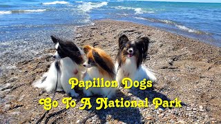 Papillon Dogs Go To A National Park [upl. by Aramahs182]