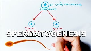 Process of Spermatogenesis  Detailed [upl. by Kenney]