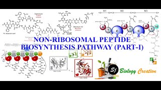 Non Ribosomal Peptide Biosynthesis Pathway PartI [upl. by Adnahsar]