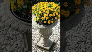 Chrysanthemen Blumen im Herbst Pflanzpokal [upl. by Margery]