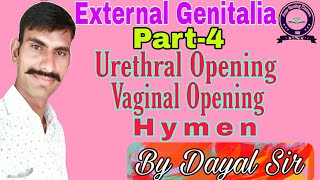 External Genitalia In Hindi  Urethral Opening  Vaginal Opening  Hymen [upl. by Leahcimnaes666]