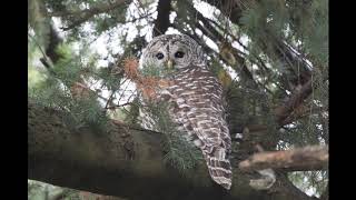 Barred Owl Calls [upl. by Esiuole]