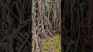 Balete tree  Philippines 🇵🇭 [upl. by Hasheem]