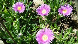 how to propagation the carpobrotus rossii succulent and examples how to do [upl. by Monah378]