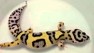 Bandit Leopard Gecko  111813 [upl. by Missie]