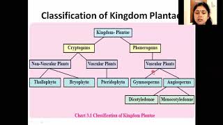 11TH BIOLOGY KINGDOM PLANTAE  CLASSIFICATION OF PLANTAE 1 [upl. by Allehcram]