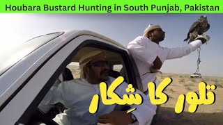 Houbara Bustard Hunting in South Punjab Pakistan  Baaz Sey Talor Ka Shikar [upl. by Zantos585]