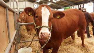 Royal Cornwall Show 2017 Day 1 [upl. by Llerret]