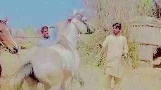 Pakistani Horse Amazing Breed  Beautiful Horse in Pakistan  Dhillon Nezea Bazi Vlog [upl. by Eyanaj488]