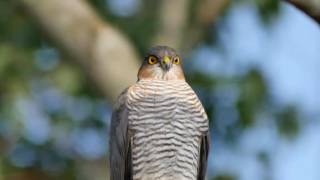 Sparviere  Sparrowhawk Accipiter nisus [upl. by Healy]