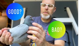 How to select quality racing pigeons  How to judge a racing pigeon [upl. by Relyc]