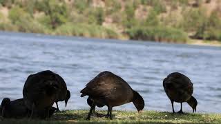 Fulica atra  Sakarmeke  Eurasian Coot [upl. by Cord]