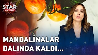 Mandalinalar Dalında Kaldı  Star Ana Haber [upl. by Aryan]