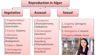 Reproduction in algae  vegetative reproduction in algae msc [upl. by Ruy]