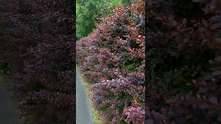 Border red leaf plants australianature shortsindia shortsnew scenery [upl. by Soalokin326]