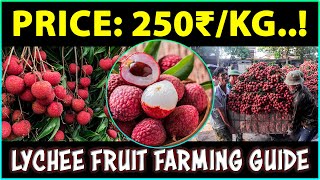 Lychee Fruit Farming  How to Grow Litchi Fruit Plant at Home [upl. by Natek]