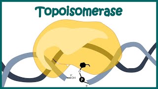 Topoisomerase 1 and 2 mechanism  How Topoisomerase works  Animated biology  Molecular biology [upl. by Dolf]