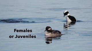 Bufflehead Ducks [upl. by Nara]