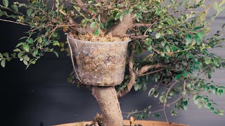 Bonsai Chinese Elm air layering [upl. by Hinckley781]