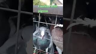 Cantilan race pigeon Surigao del norte clab [upl. by Savory]