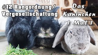 Kaninchen Vergesellschaften Klärung der Rangordnung meine Erfahrung damit [upl. by O'Callaghan]