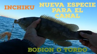 Bodión o Tordo pescado con Inchiku  Una especie rara de ver por Huelva [upl. by Nyleak]