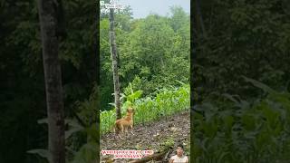 Sóc trêu chó  Squirrel teasing dog [upl. by Htiek661]