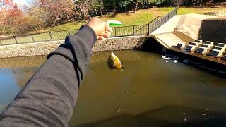 Nonstop Action Bluegills Fishing Andrew Brown Ponds Coppell Texas [upl. by Ashling611]