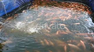 thousands of The Nile tilapia Oreochromis niloticus fish in aquaculture ponds [upl. by Hazard]