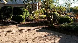 Arizona chucker birds at my winter AZ house [upl. by Annaoi685]