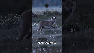 Alpha Wolves [upl. by Itra]