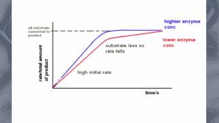 AS level C5 Effect of enzyme and substrate concentration on enzyme activity [upl. by Faustena]