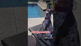 drinking cocktails German Shorthaired Pointer GSP 😯😂🐶 shorts ytshorts viral viralshorts [upl. by Canice]