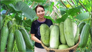 Harvesting Cucumber Garden Goes to the market sell Ly Mui Pu [upl. by Chui311]