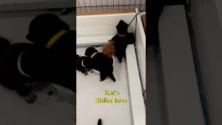 Shiba Inu Puppies Playing in Moms food 8 1 24 [upl. by Daisi]