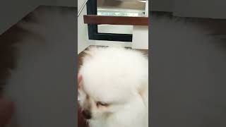 cute dog🐈pomeraniansound [upl. by Maise82]