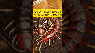 A Giant Centipede Attacked a Snake [upl. by Stich]