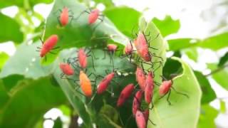 Red Shouldered Bugs Jadera haematoloma [upl. by Uzzial]