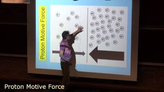 Proton Motive Force [upl. by Kelci]