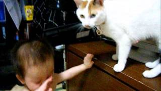 赤ちゃん好きな猫vs放っておいて欲しい赤ちゃん2【The cat which likes a baby but the baby who wants you to hit it 2】 [upl. by Ieppet]