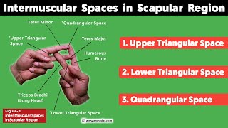 Inter Muscular Space in Scapular Region  Upper amp Lower Triangular Space Quadrangular Space  TCML [upl. by Euginom]