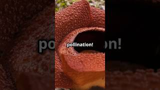 Rafflesia arnoldii The World’s Largest reels facts shorts nature [upl. by Darby]