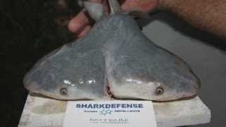 Strange Twoheaded bull shark discovered in the Gulf of Mexico [upl. by Rich71]