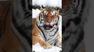 GOOSEBUMBS🐯🐯🐯 reelvideo videooftheday nature naturelovers naturelover wildlife [upl. by Aranahs]