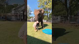 Elephant attack live [upl. by Reimer]