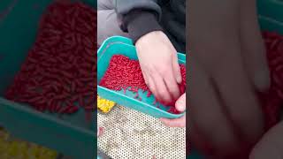 INSANE RED MAGGOTS fishing angling fjukabait shorts [upl. by Alimak]