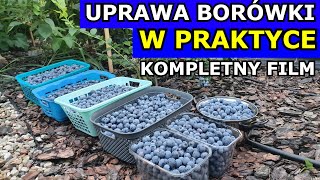 Uprawa Borówki amerykańskiej W PRAKTYCE TYSIĄCE OWOCÓW NA 1 KRZAK 20182023 Jak uprawiać Borówkę [upl. by Atekihc]