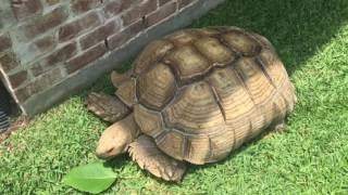 George the 200lb Sulcata Full update [upl. by Niad]