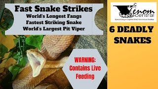 WARNING Live Feeding Venomous Snakes  Fer de Lance Puff Adder Bushmaster Feeding [upl. by Vaios]